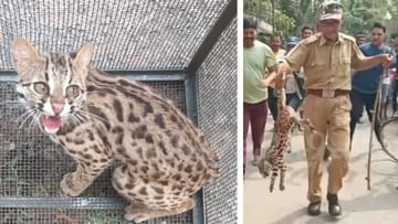 Leopard Cat: গাছের মগডালে উঠে সে কী দুর্ভোগ, বনকর্মীরা এসে ঠ্যাং ধরে নামিয়ে আনে ছোট্ট 'লেপার্ড ক্যাট'কে