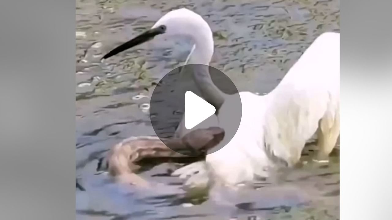 Crane Viral Video: পুকুরের জলে সাপ-সারসের লড়াই, সোশ্যাল মিডিয়ায় ভাইরাল ভিডিয়ো