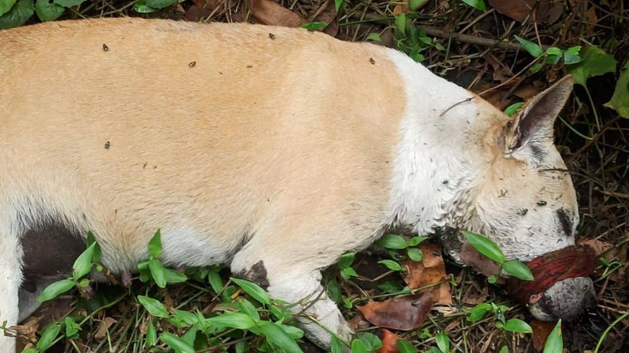 Shalimar: CCTV বন্ধ করে চলেছে সেই কাজ, আবাসনের ভিতরেই সারমেয়র সঙ্গে নৃশংসতা?