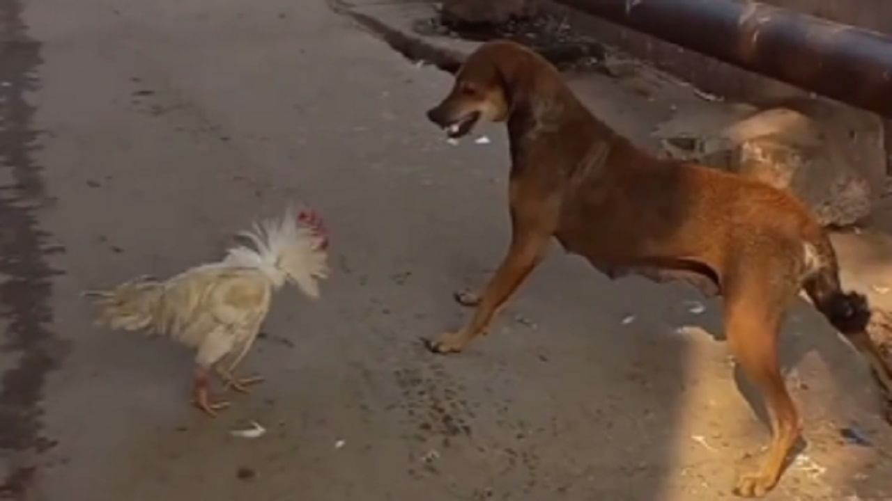 Viral Video: সেয়ানে সেয়ানে! ক্ষিপ্ত মোরগের পাল্টা হানায় ল্যাজ গুটিয়ে ছুটল কুকুর