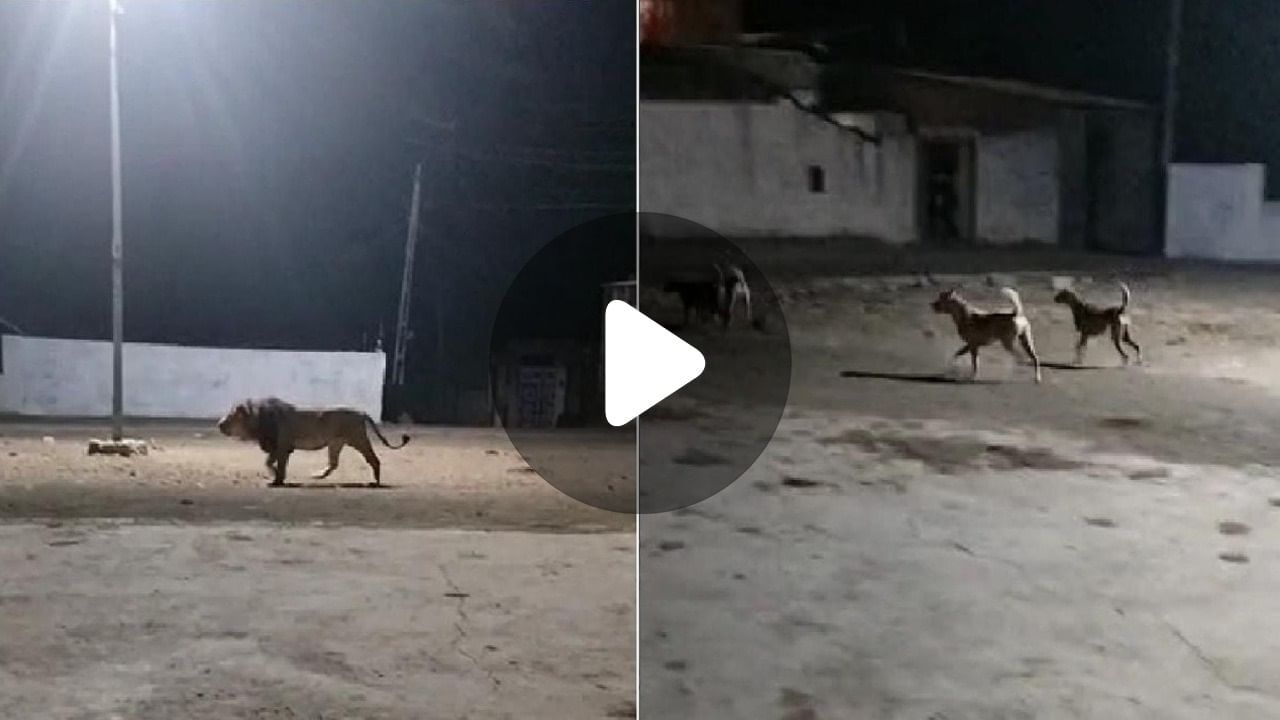 Viral Video: লোকালয়ে রাতে সিংহের আগমন, পাড়ার কুকুররা তাড়িয়ে দিল জঙ্গলের রাজাকে