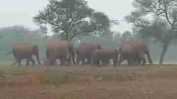 Elephant Attack: কোথাও রেশনের দোকানে লুঠ, পায়ের তলায় পিষে মারছে কাউকে! হাতির হানায় আতঙ্ক