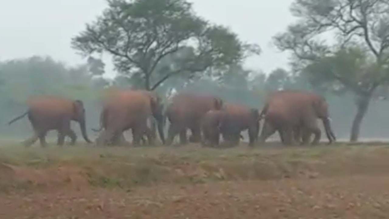 Elephant Attack: কোথাও রেশনের দোকানে লুঠ, পায়ের তলায় পিষে মারছে কাউকে! হাতির হানায় আতঙ্ক