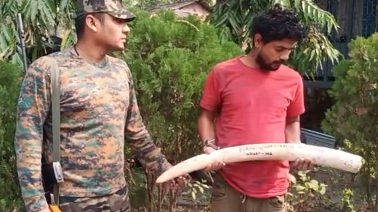 Smuggling: ৩ কিলো ওজনের হাতির দাঁত সমেত গ্রেফতার ১ পাচারকারী