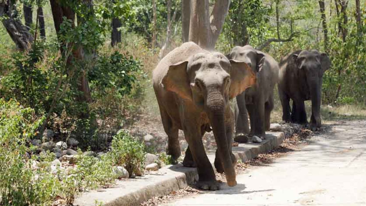 Elephant Smuggling: সরকারি সম্পত্তি হাতি কীভাবে পাচার হচ্ছে ভিনরাজ্যে? হাইকোর্টের দ্বারস্থ স্বেচ্ছাসেবী সংস্থা