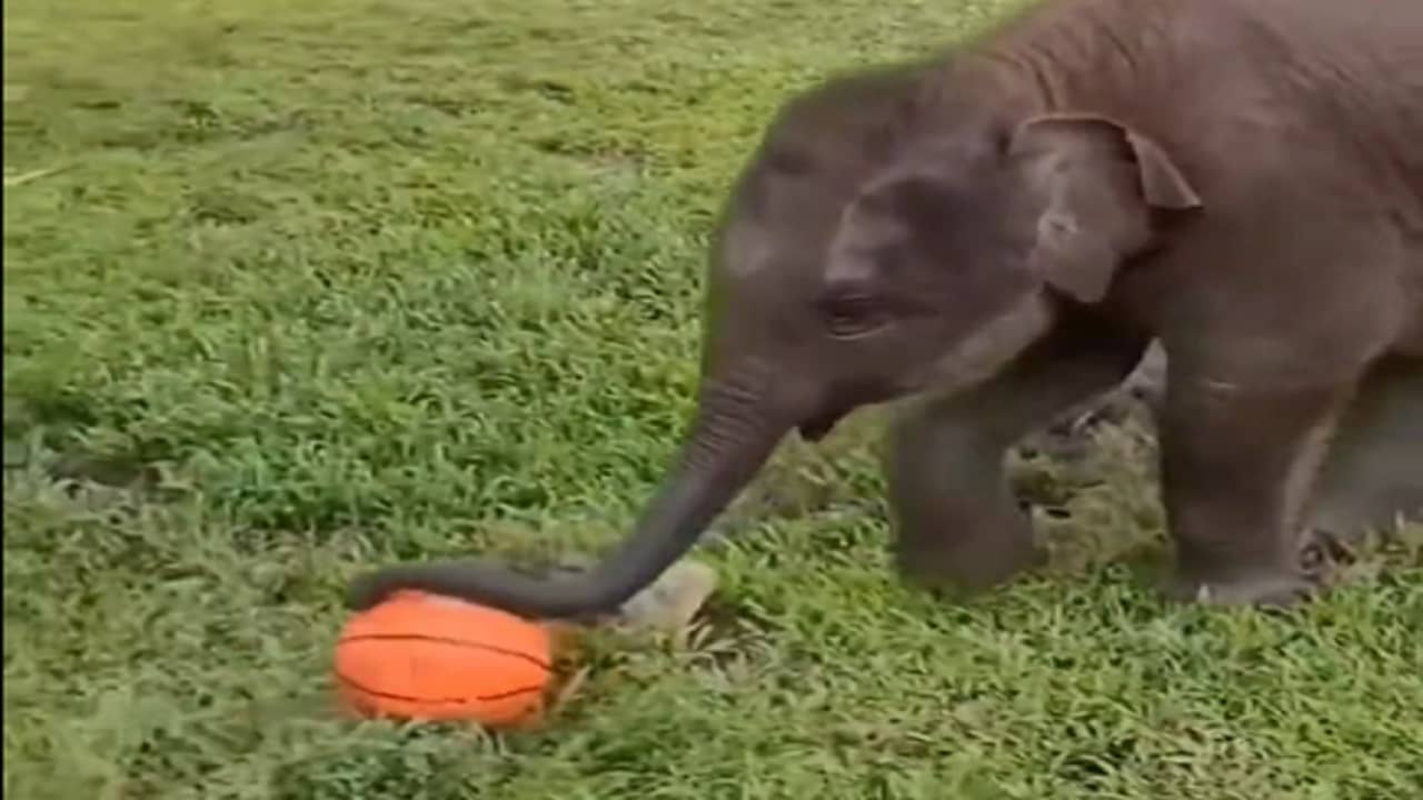 Viral Video: বল নিয়ে খেলতে গিয়ে ধপাস বাচ্চা হাতি, কিউট ভিডিয়ো দেখে হাসবেন মন খুলে