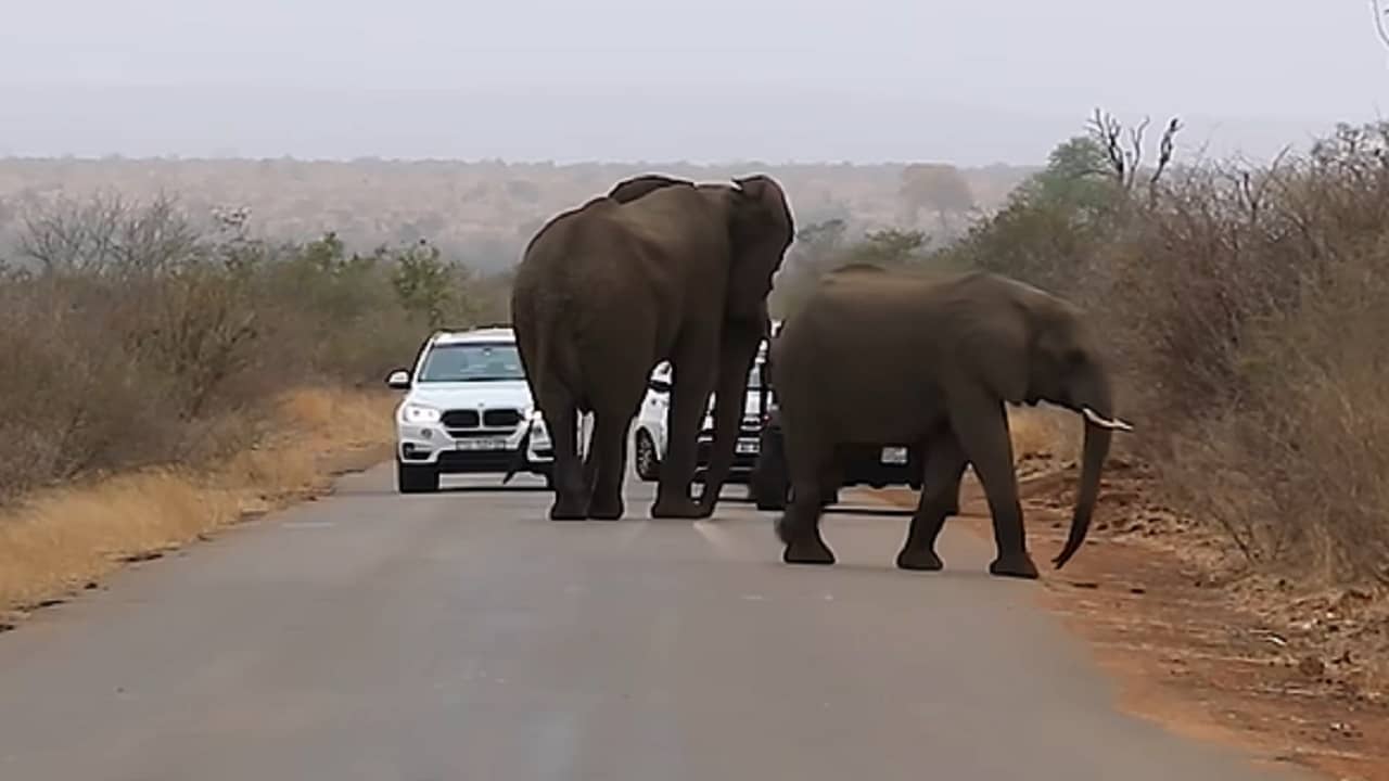 Viral Video: সঙ্গীর রাস্তা পারাপারের জন্য গাড়ির জ্যাম লাগিয়ে দিল হাতি, তাজ্জব সকলে