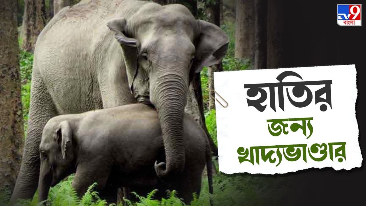 Elephant Feeding Stores: খাবারের খোঁজে অরণ্য ছেড়ে লোকালয়ে হামলা হাতির, প্রতিরোধে তৈরি হচ্ছে ভাণ্ডারা