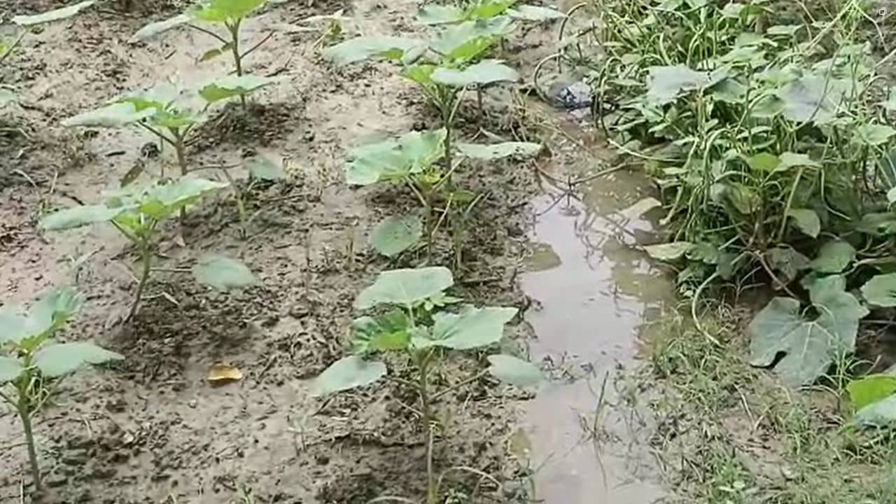 Farmer: বৃষ্টি-দুর্যোগে জমিতে জমেছে জল, রোদ উঠতেই পচন শুরু! মাথায় হাত কৃষকদের