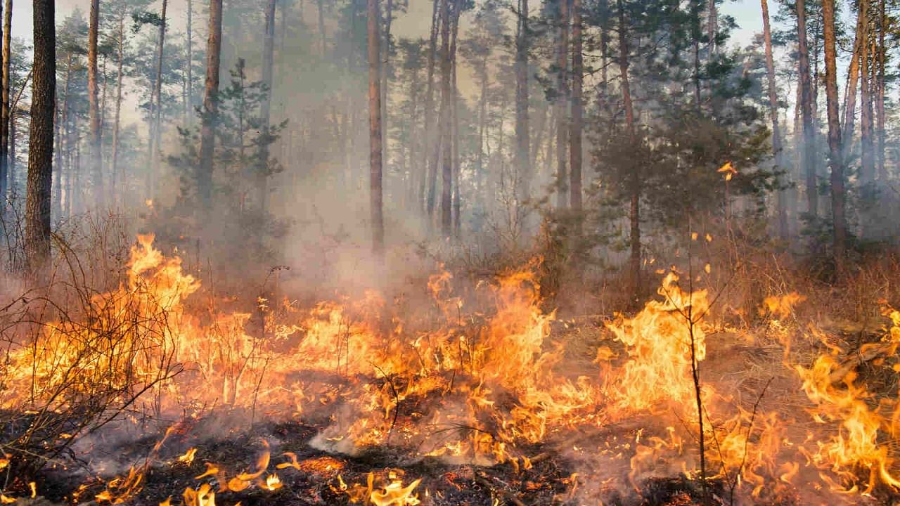Forest Fires Reasons: লাগাতার জ্বলছে জঙ্গল, মার্চেই বিভীষিকা দেখল দেশের 23 রাজ্য, কী হচ্ছে আসলে?
