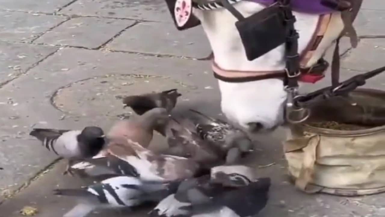 Viral Video: নির্দ্বিধায় নিজের খাবার পায়রাদের খাওয়ালো ঘোড়া, কী শিক্ষা দিল মানুষকে?