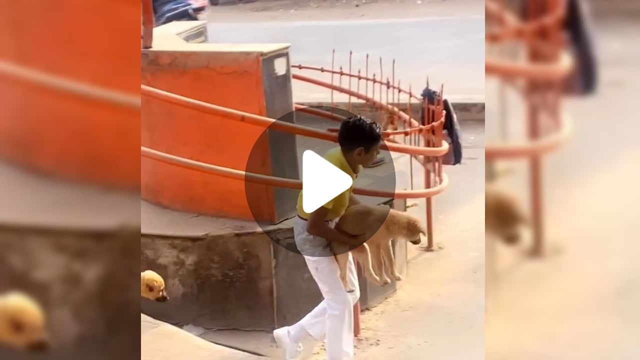Viral Video: ক্ষুধার্ত কুকুরকে দেখে নিজের টিফিন খাইয়ে দিল ছোট্ট একটি ছেলে, ভাইরাল ভিডিয়ো