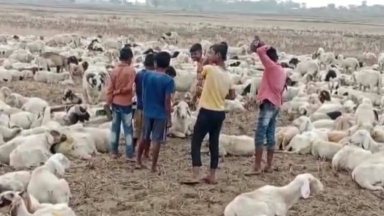 Galsi: গলসির মাঠে যত দূর চোখ যাচ্ছে, শুধুই ভেড়ার মৃতদেহ, ভয়ঙ্কর সে দৃশ্য দেখতে ভেঙে পড়েছে এলাকা