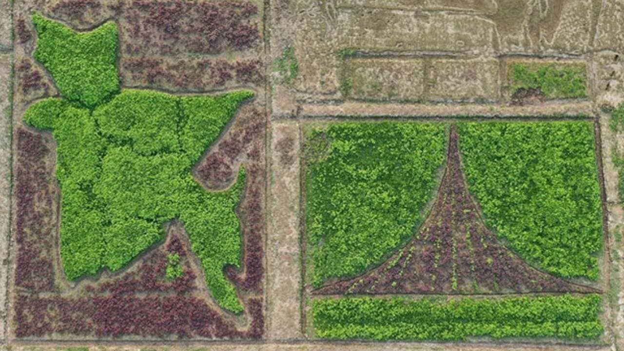 Bangladesh Map: ফসল ফলিয়ে দেশের মানচিত্র! স্বাধীনতা দিবসে তাক লাগাল বাংলাদেশ