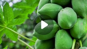 Papaya Benefits: কিছুতেই ওজন নিয়ন্ত্রণে আসছে না? পেঁপে খান, উপকার পাবেন Papaya Benefits: কিছুতেই ওজন নিয়ন্ত্রণে আসছে না? পেঁপে খান, উপকার পাবেন