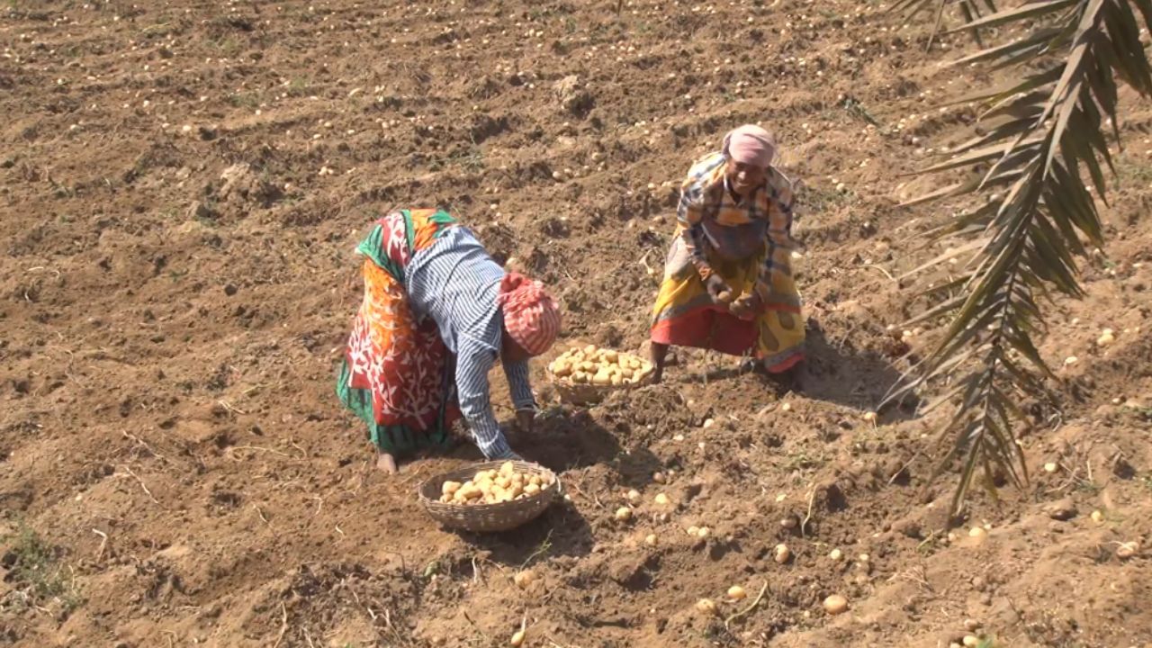 Potato Farming: যত দোষ কি আলুরই! এক বিঘা জমিতে চাষ করলে কত টাকা লাভ হয়, হিসেব দিলেন কৃষকরা