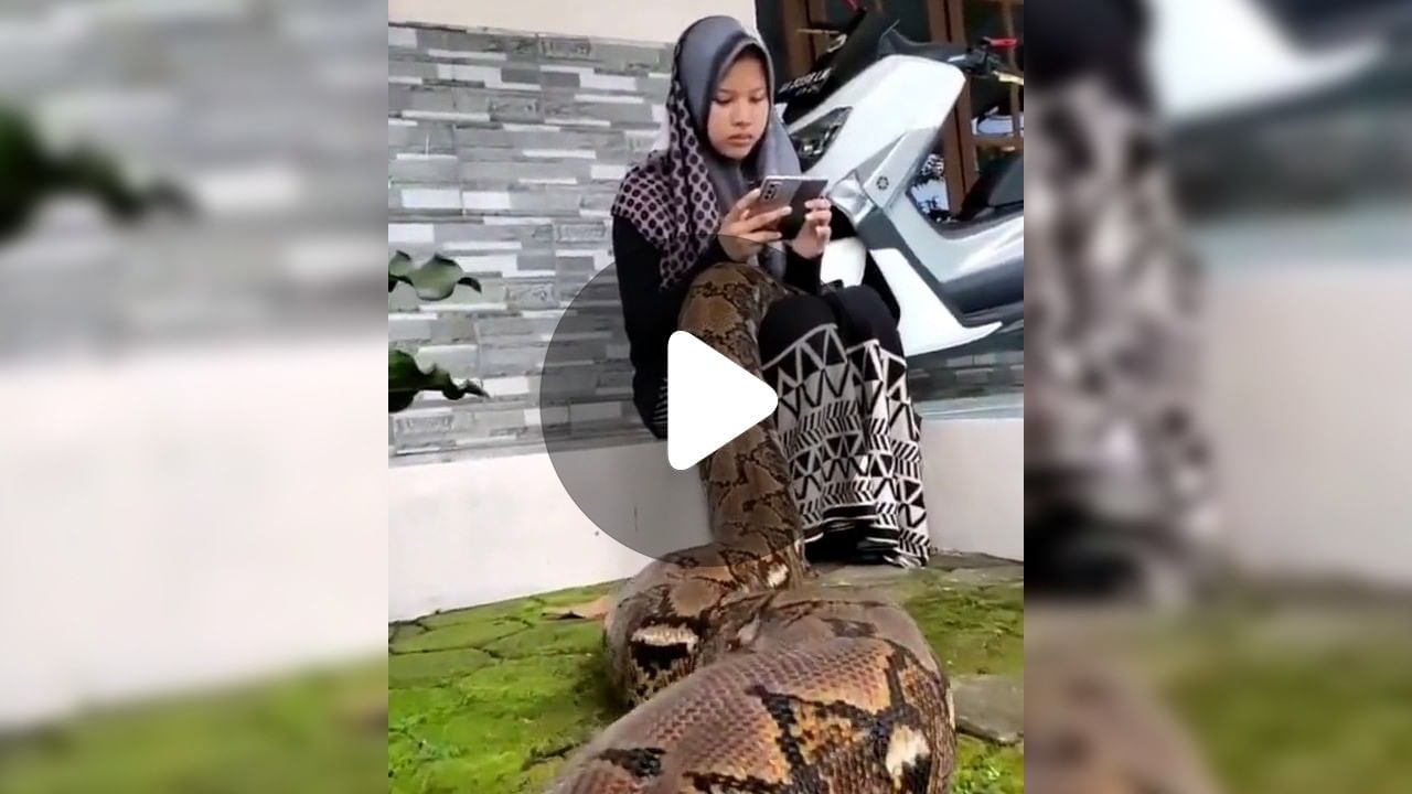 Viral Video: অজগর কোলে নিয়ে মোবাইলে মন, নেটদুনিয়ায় ভাইরাল ভিডিয়ো ...