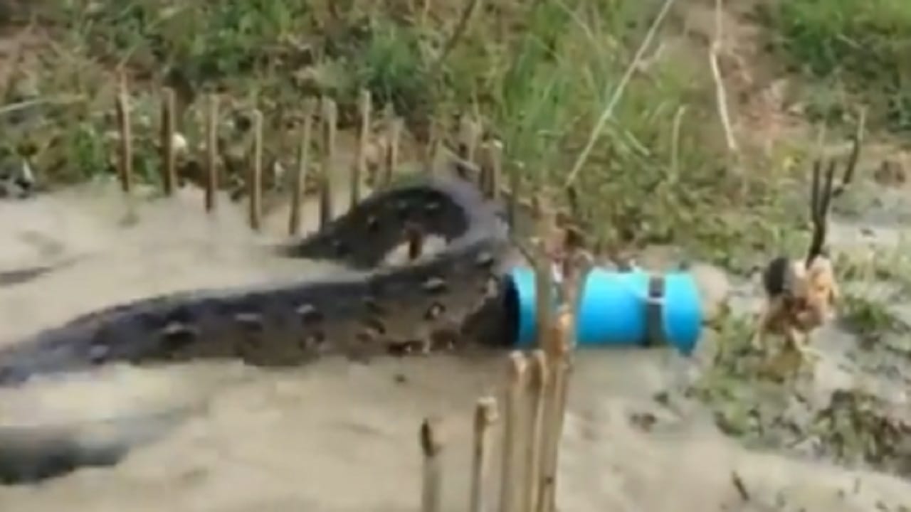 Chicken Trap Python Viral Video: প্লাস্টিক ব্যারেল, দড়ি আর একটা মুরগি, দেশীয় কায়দায় ...