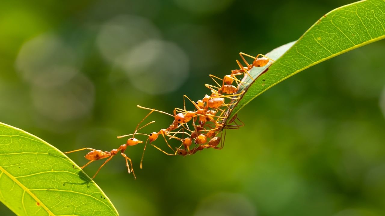 silver ant