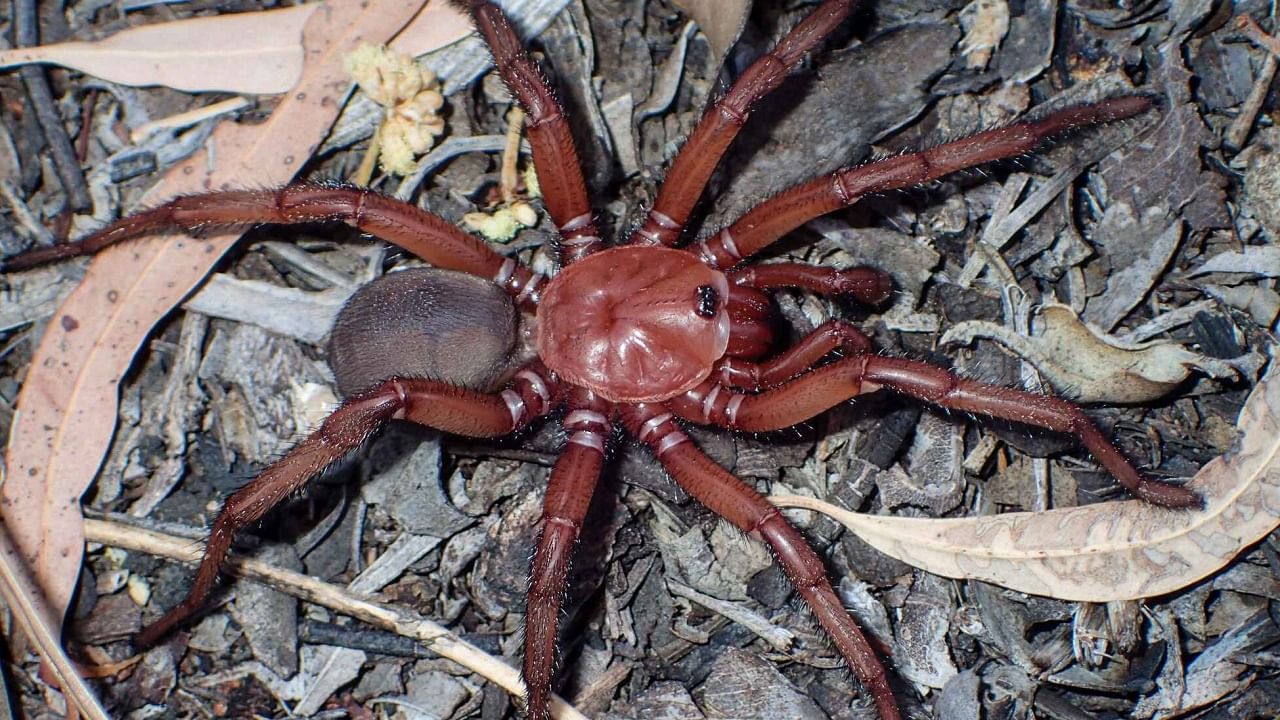 Trapdoor Spider: ফের নতুন মাকড়সার হদিশ, শীঘ্রই বিলুপ্তির পথে মাটির নীচে বাস করা এই প্রাণী