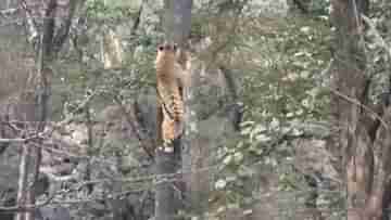 Viral Video: বাঘেদের ডেরায় কীভাবে প্রাণরক্ষা করে চিতারা? দেখুন হাড়হিম করা ভিডিয়ো