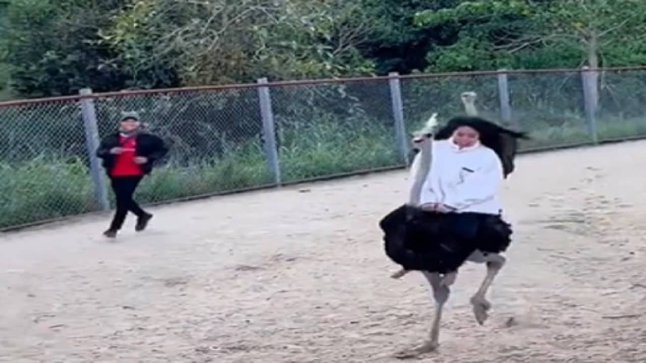 Viral Video: হাতি-ঘোড়া ছেড়ে এবার সওয়ারি নিল উটপাখিও, দেখলেই চড়তে ইচ্ছে করবে