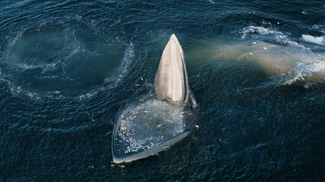 Viral Video: প্রকাণ্ড তিমির মুখে ঢুকে গেল হাজারো মাছ, বিস্ময়কর ভিডিয়ো হল ভাইরাল