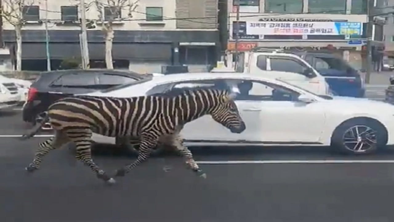 Video Viral সার দিয়ে দাঁড়িয়ে গাড়ি, রাস্তায় Zebra Crossing পার