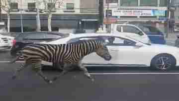 Video Viral: সার দিয়ে দাঁড়িয়ে গাড়ি, রাস্তায় Zebra Crossing পার করছে সত্যিকারের জেব্রা!