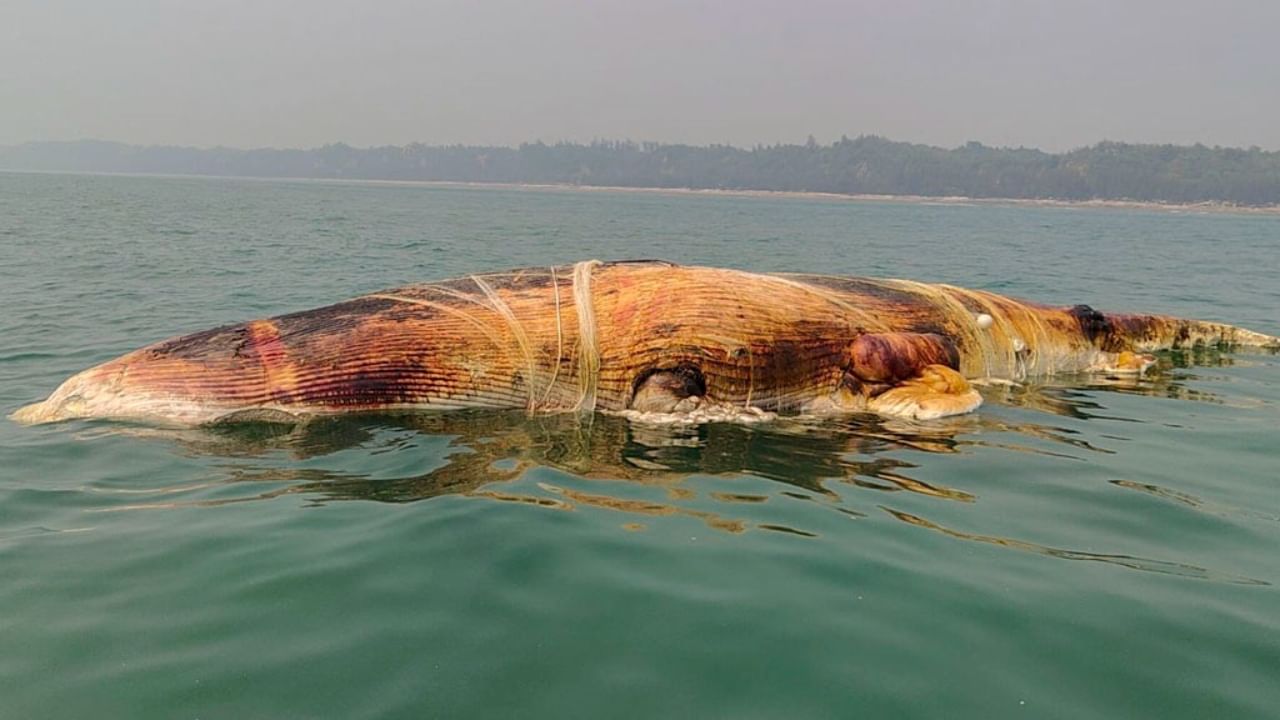 Whale Bangladesh: গায়ে জড়িয়ে মাছ ধরার জাল, বাংলাদেশের সমুদ্রে