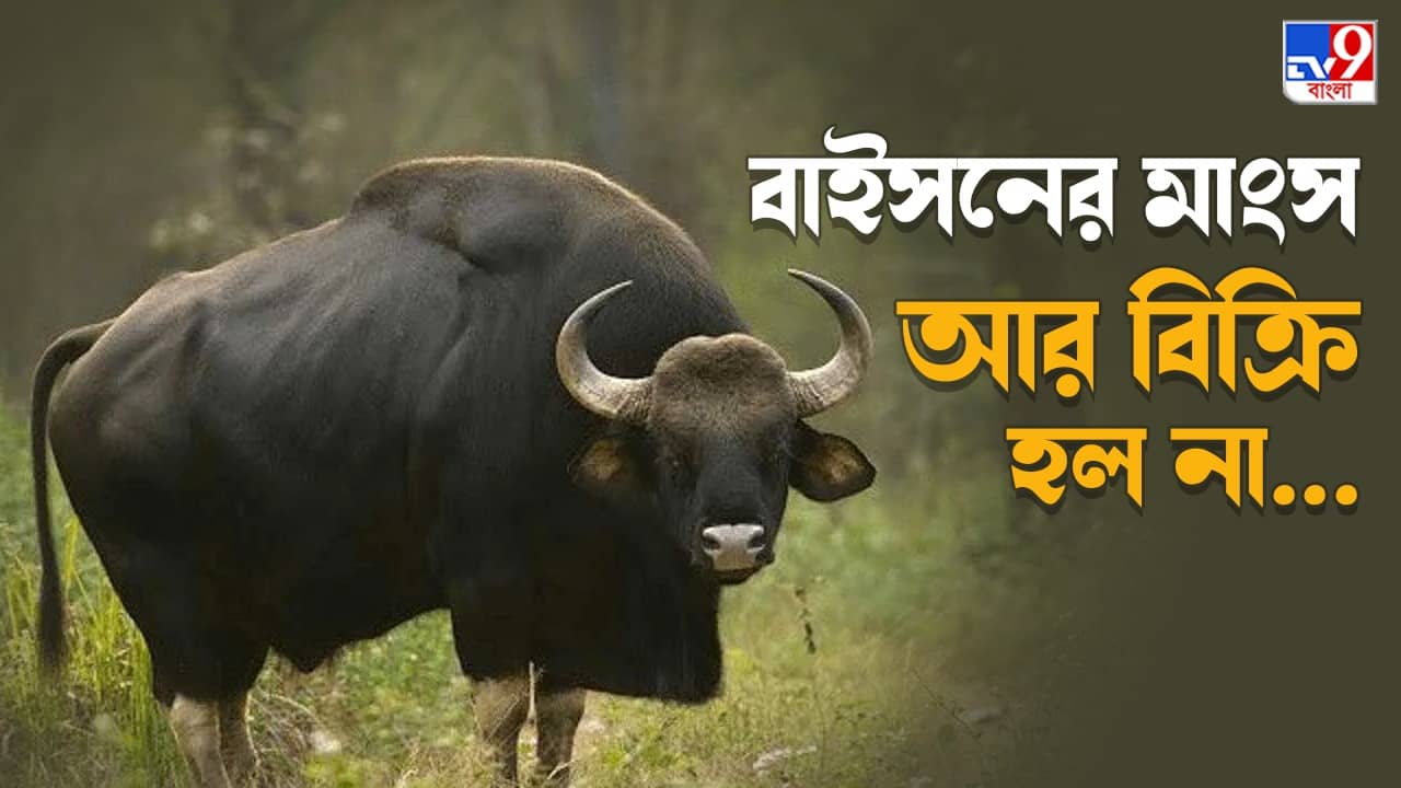 Bison Poaching: বাইসন শিকার করে মাংস বিক্রির চেষ্টা, তার আগেই...