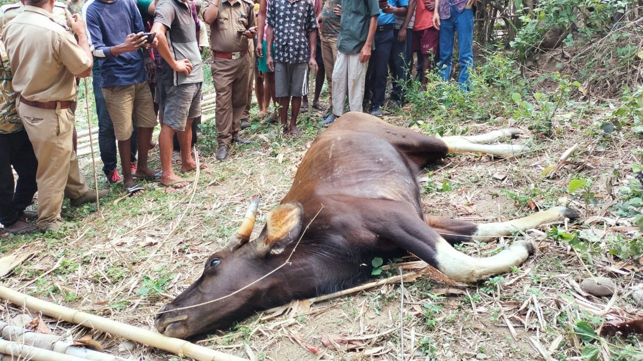 Jalpaiguri Bison:  কখনও শোওয়ার ঘরে, কখনও গোয়ালঘরে, রাতভর তাণ্ডবের পর বাইসনের মৃত্যু