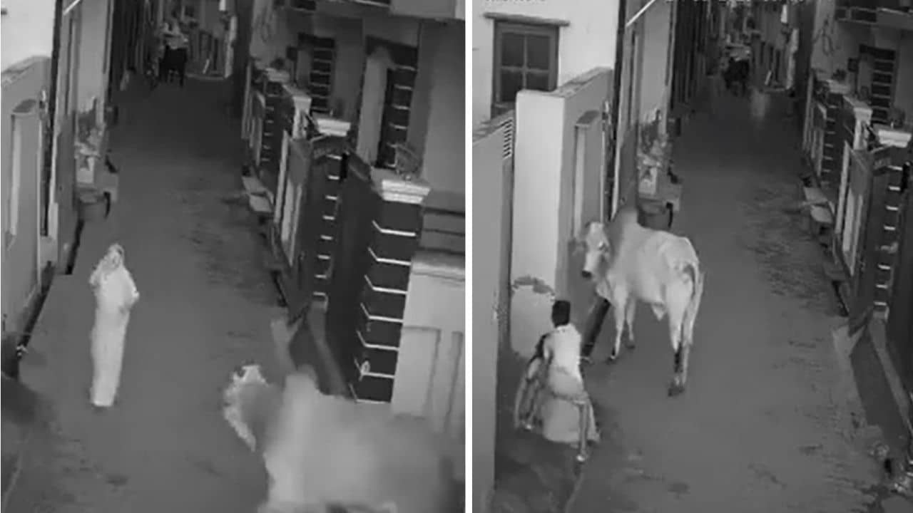 Viral Video: ভর সন্ধেয় বৃদ্ধাকে গুঁতো শান্ত ষাঁড়ের, লাথি খেয়েও বাঁচাতে এল সাহসী বাচ্চা, নেটিজ়েনদের কুর্নিশ