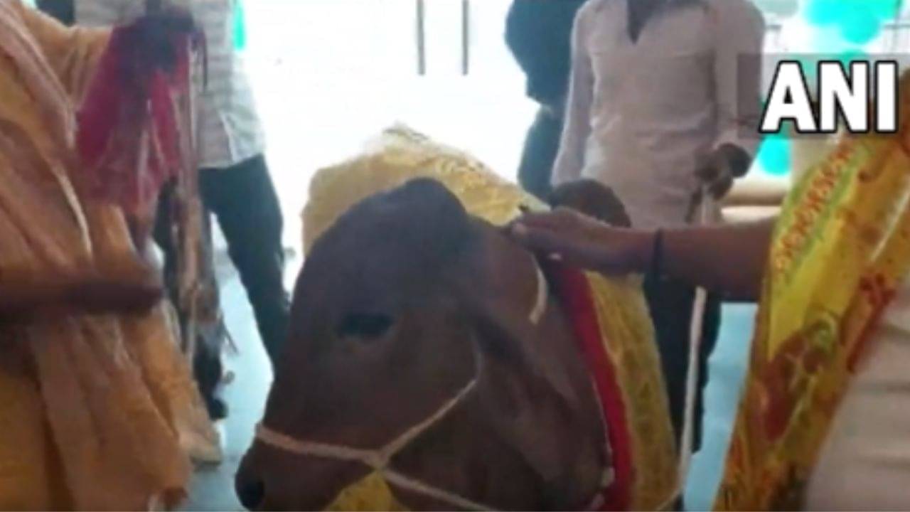 Viral Video: অর্গ্যানিক রেস্তোরাঁর উদ্বোধনে প্রধান অতিথি গরু, ভাইরাল ভিডিয়ো