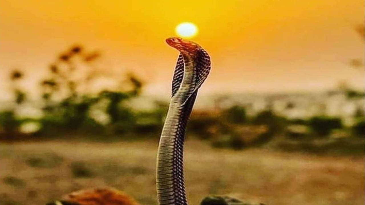 Kaal Sarp Dosh: কুণ্ডলীতে কাল সর্প দোষ! জীবনে সব বাধা কাটাতে জেনে নিন সবচেয়ে সহজ উপায় কী?