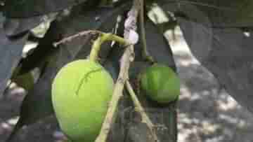 Mango Farming: ছোট ছোট সাদা পোকা শুষে নিচ্ছে আমের রস, মাথায় হাত মালদহের আম চাষিদের