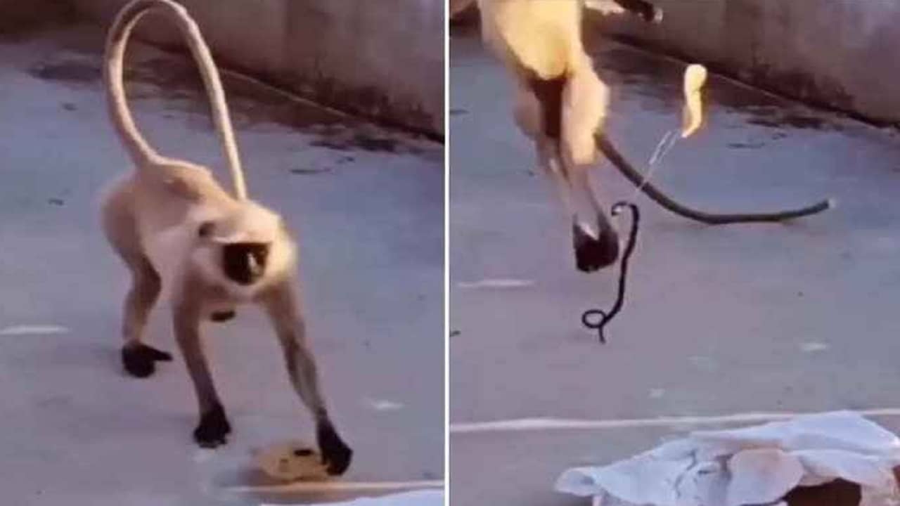 Viral Video: রুটিতে সাপ বেঁধে খেতে দেওয়া হল বাঁদরকে, ভিডিয়ো দেখে ক্ষুদ্ধ নেটিজ়েনরা