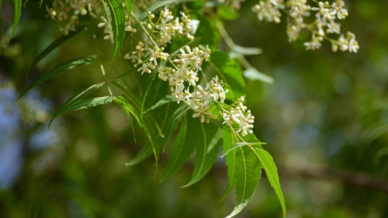 Neem Flower Benefit গ্যাসঅ্যাসিডের সমস্যা থেকে নিশ্চিত মুক্তি, রক্তও