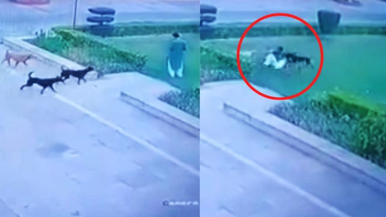 AMU campus dogs বিশ্ববিদ্যালয় ক্যাম্পাসে এক ৬৫র প্রৌঢ়কে কামড়ে