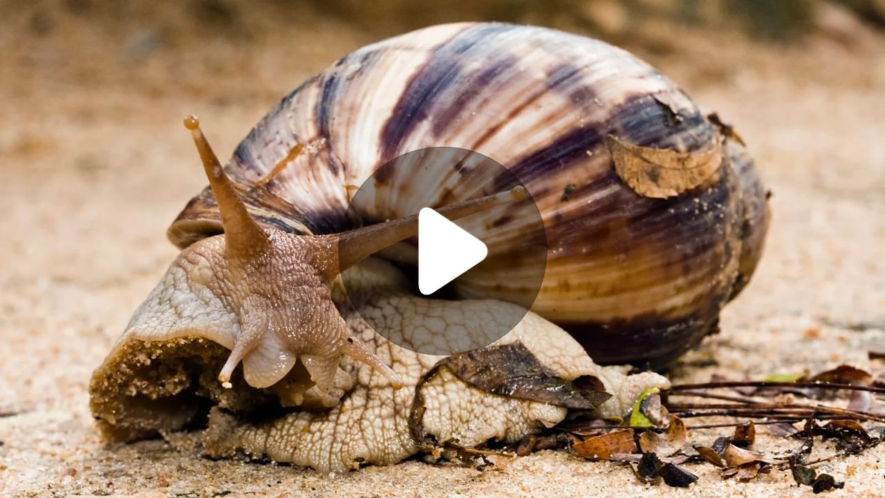 Primitive Man Ate Snails: আফ্রিকা ও ইউরোপে আদিম মানুষরা শামুক খেত