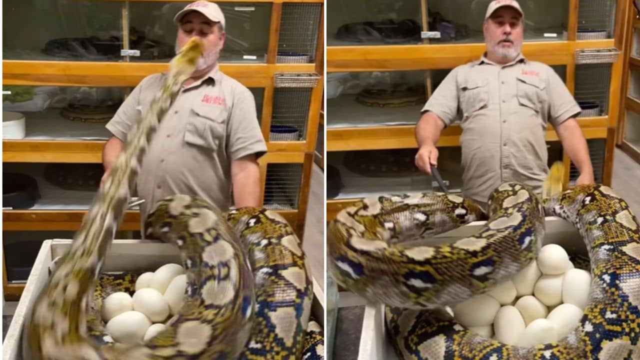 Viral Video: হাত বাড়িয়ে দুটো ডিম নিতে গিয়েছিলেন, হাঁ মুখ করে বিরাট আক্রমণ পাইথনের, হাড়হিম করা ভিডিয়ো ভাইরাল