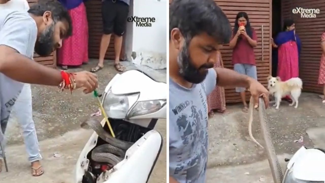 Viral Video: স্কুটারে ঘাপটি মেরে বসেছিল কিং কোবরা! স্ক্রুড্রাইভার দিয়ে বের করলেন অকুতোভয় চালক