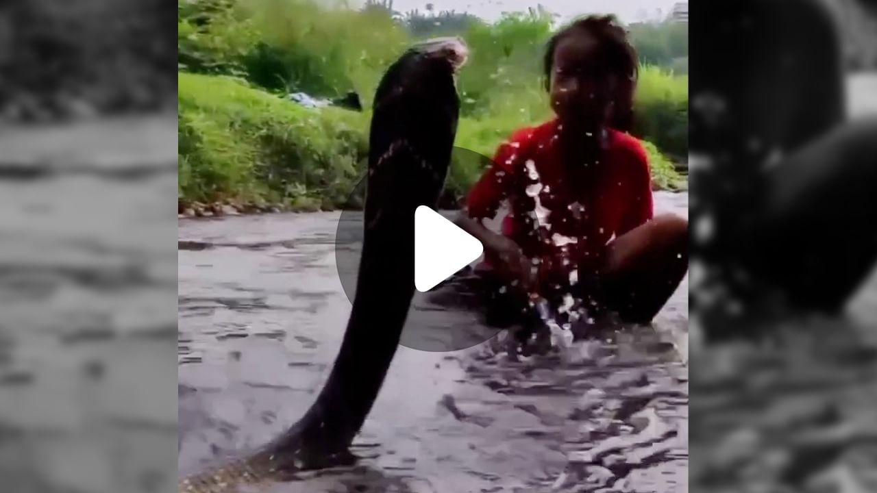 Snake Viral Video: সাপকে স্নান করাচ্ছে কিশোরী!