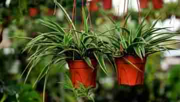 Spider Plant for Home:  ঘরে সাজাতে মানিপ্ল্যান্টের এই চারা লাগালেই শুরু হবে টাকার বৃষ্টি!