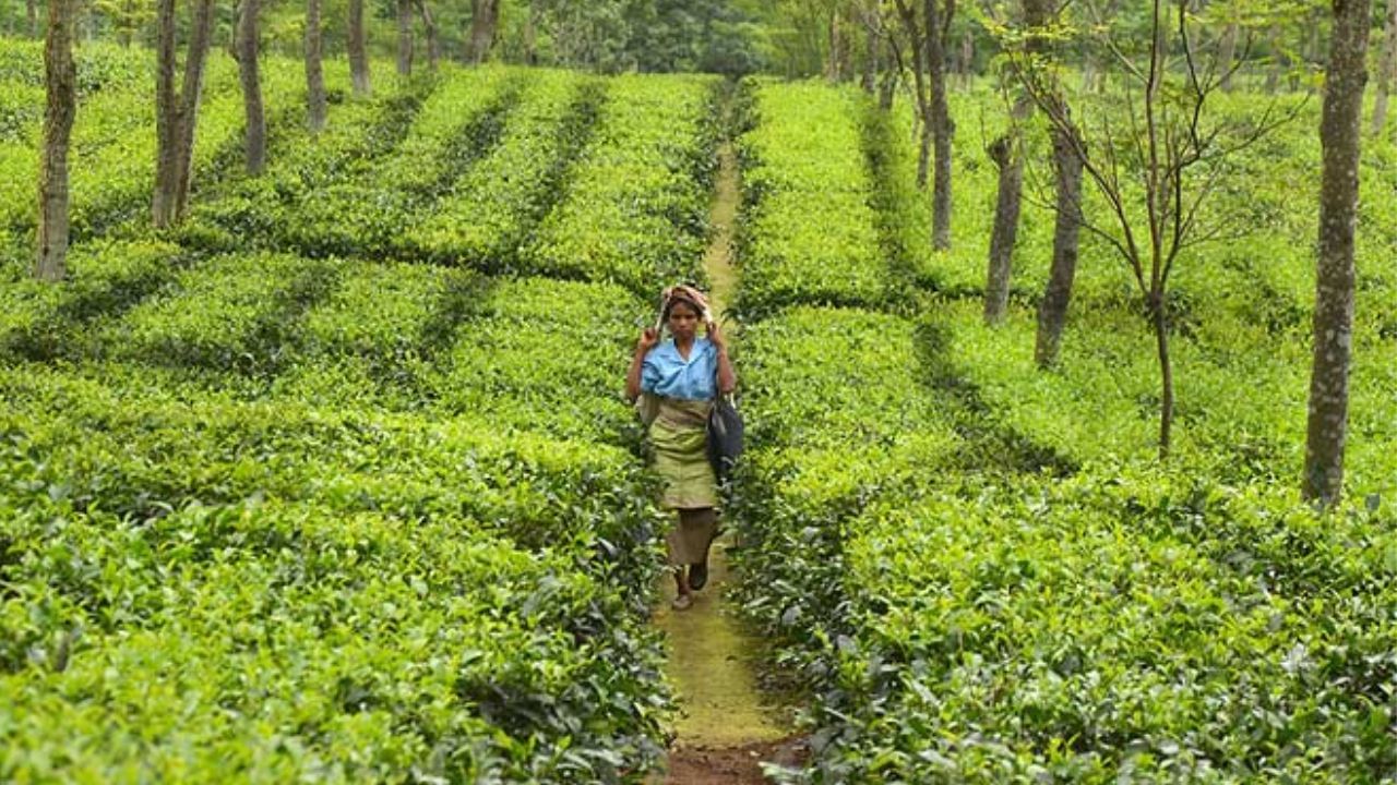 Tea Garden: তীব্র দাবদাহের প্রভাব উত্তরেও চা বলয়েও, ঘুম উড়ছে চিন্তায়