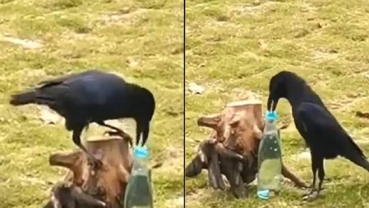 Viral Video: গল্পের পিপাসার্ত কাক বইয়ের পাতা থেকে বাস্তবের মাটিতে, জলের বোতলে নুড়ি ভর্তি করে তৃষ্ণা মেটাল পাখিটা