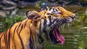 Sundarban: ধরতে গিয়েছিলেন কাঁকড়া, স্ত্রীর সামনে মৎস্যজীবীকে টেনে নিয়ে গেল বাঘ