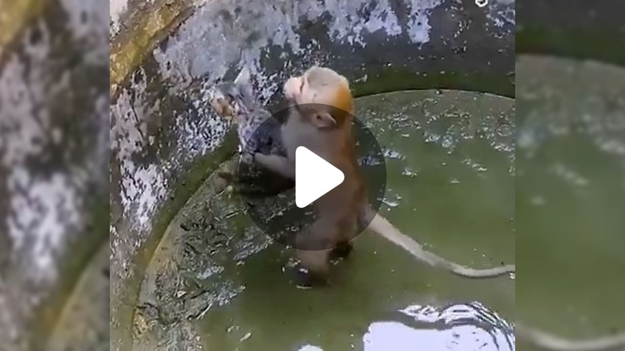 Viral Video, Monkey Save a Cat: বিড়ালকে বাঁচাতে ছুটে এল বাঁদর!