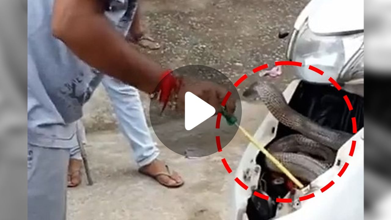 Viral Video: ভাইরাল ভিডিয়োয় দেখা গেল, স্কুটারের ভিতর থেকে উঁকি মারছে একটি সাপ