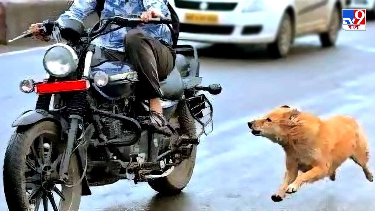 Video স্কুটারের পিছনে দৌড়ে আসছে কুকুরের দল তাড়াহুড়ো করতে গিয়ে যা হলদেখুন ভিডিয়ো 